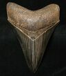 Beautiful Black Megalodon Tooth - Georgia #8655-1